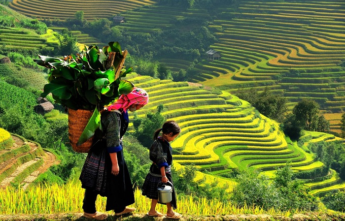 moisson riz Vietnam mere et fille sapa